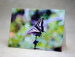 butterfly on flower