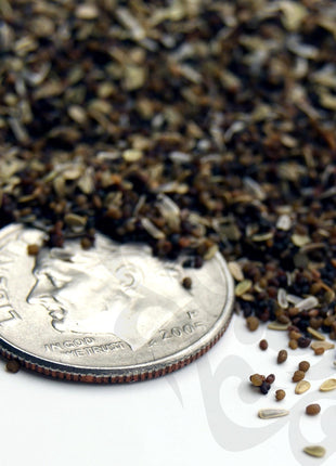 Custom, Personalized Double Sided Print - Infant Bodysuit Shape - Handmade Wildflower Seed Paper - 3" x 2" - Set of 18