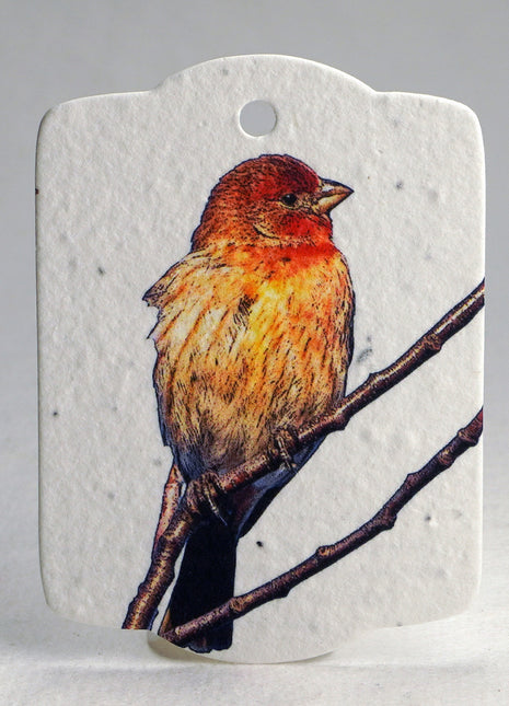 Custom Seed Paper Gift Tags - Double Sided Bird Art - 3.25" x 2.375" - Set of 16