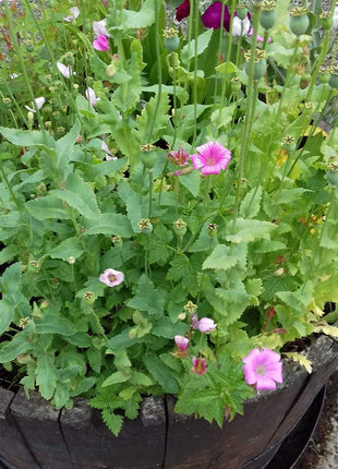 Custom, Personalized Seed Paper Business Card with Planting Instructions - 3.5" x 2" - Set of 16