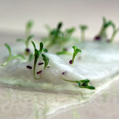 seed paper sprouting